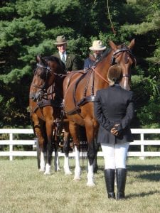 Good training means the groom doesn't have to hold onto the horses to keep them still.
