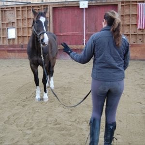 Start teaching your horse to stand with a simple lead & halter.